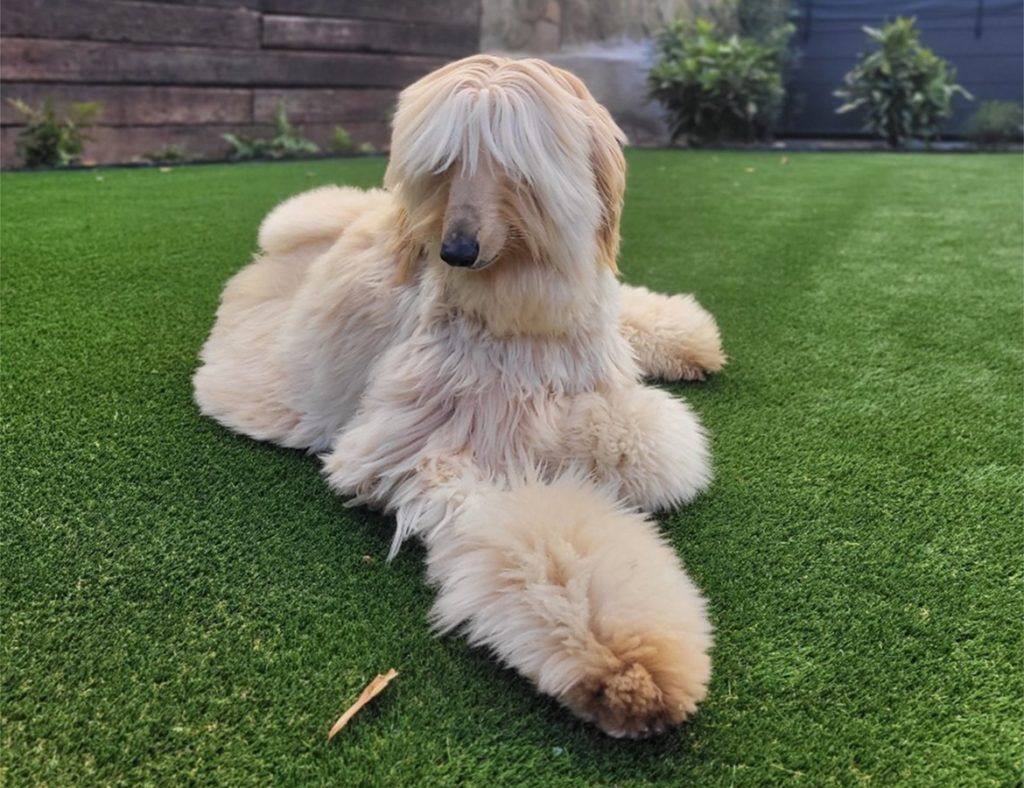 Turf for Pets Pet Turf